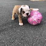 chunkythebulldog's Avatar